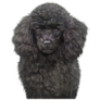 Black Poodle Sticker