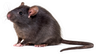 Black Rat Sticker