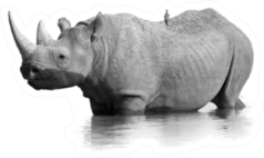 Black Rhinoceros Standing In The Waterhole Sticker