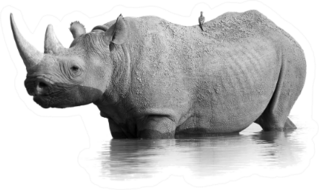 Black Rhinoceros Standing In The Waterhole Sticker