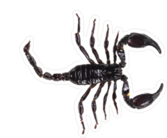 Black Side Scorpion Sticker