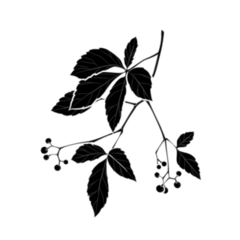 Black Silhouette Of Virginia Creeper Illustration Sticker