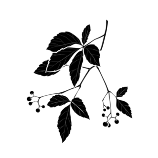 Black Silhouette Of Virginia Creeper Illustration Sticker