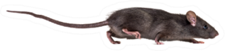 Black Small Rat Sticker