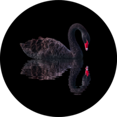 Black Swan Isolated On Black Background Sticker