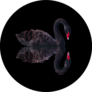 Black Swan Isolated On Black Background Sticker