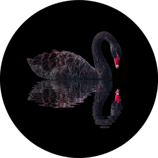 Black Swan Isolated On Black Background Sticker