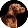Black Vizsla Circle Sticker