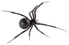 Black Widow Spider Sticker