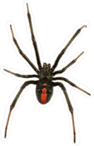 Black Widow Spider Top View Sticker