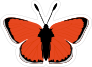 Blood Red Butterfly Sticker