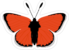 Blood Red Butterfly Sticker