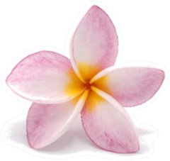 Blooming Phumalia Or Plumeria Flower Sticker