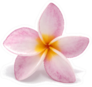 Blooming Phumalia Or Plumeria Flower Sticker