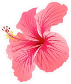 Blooming Pink Hibiscus Sticker