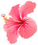 Blooming Pink Hibiscus Sticker