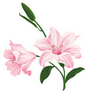 Blooming Pink Lily Flowers Sticker