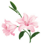 Blooming Pink Lily Flowers Sticker