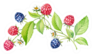 Blooming Raspberry Blackberry Branch Sticker