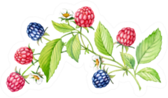 Blooming Raspberry Blackberry Branch Sticker