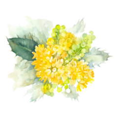 Blooming Yellow Bush Of Oregon Grapes Watercolor Illustration Sticker