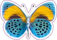 Blue and Yellow Butterfly Sticker