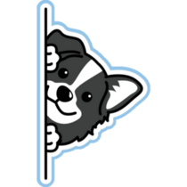 Blue Border Collie Peek Sticker