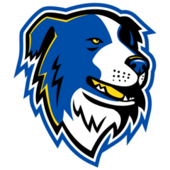 Blue Border Collie Sticker