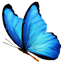 Blue Butterfly Sticker
