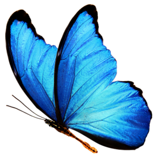 Blue Butterfly Sticker