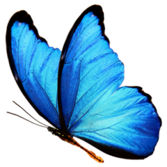 Blue Butterfly Sticker