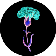 Blue Carnation Flower Watercolor Illustration On Black Sticker