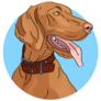 Blue Circle Vizsla Sticker