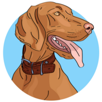 Blue Circle Vizsla Sticker