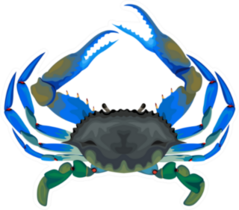 Blue Crab Illustration Sticker