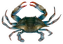 Blue Crab On White Background Sticker