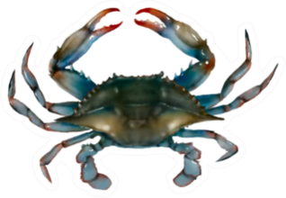 Blue Crab On White Background Sticker