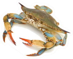 Blue Crab On White Sticker