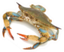 Blue Crab On White Sticker