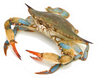 Blue Crab On White Sticker