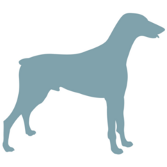 Blue Doberman Silhouette Sticker