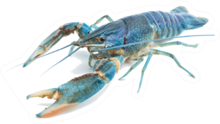 Blue Fresh Water Sticker