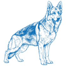 Blue German Shepherd Sticker