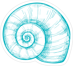 Blue Hand Drawn Nautilus Sticker