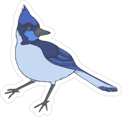 Blue Jay Mascot Sticker