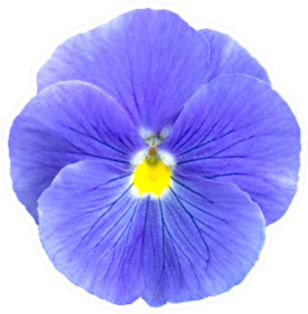 Blue Lilac Pansie Flower Isolated Sticker