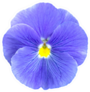 Blue Lilac Pansie Flower Isolated Sticker