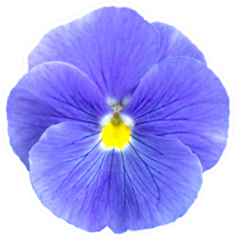 Blue Lilac Pansie Flower Isolated Sticker