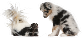 Blue Merle Australian Shepherd Puppy Looking At Striped Skunk Sticker