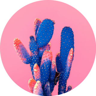 Blue Mexico Cactus On Pink Sticker